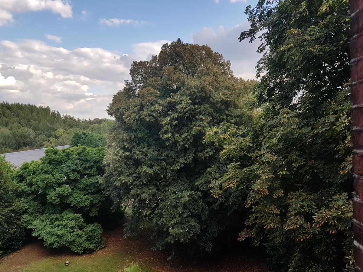 King Room with Garden View,719602552:JPEG