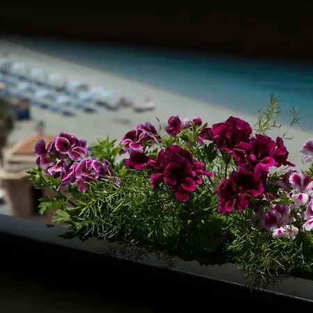 B&B Sunshine-2